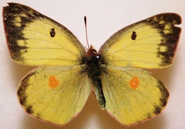 anti-evolutionary butterflies